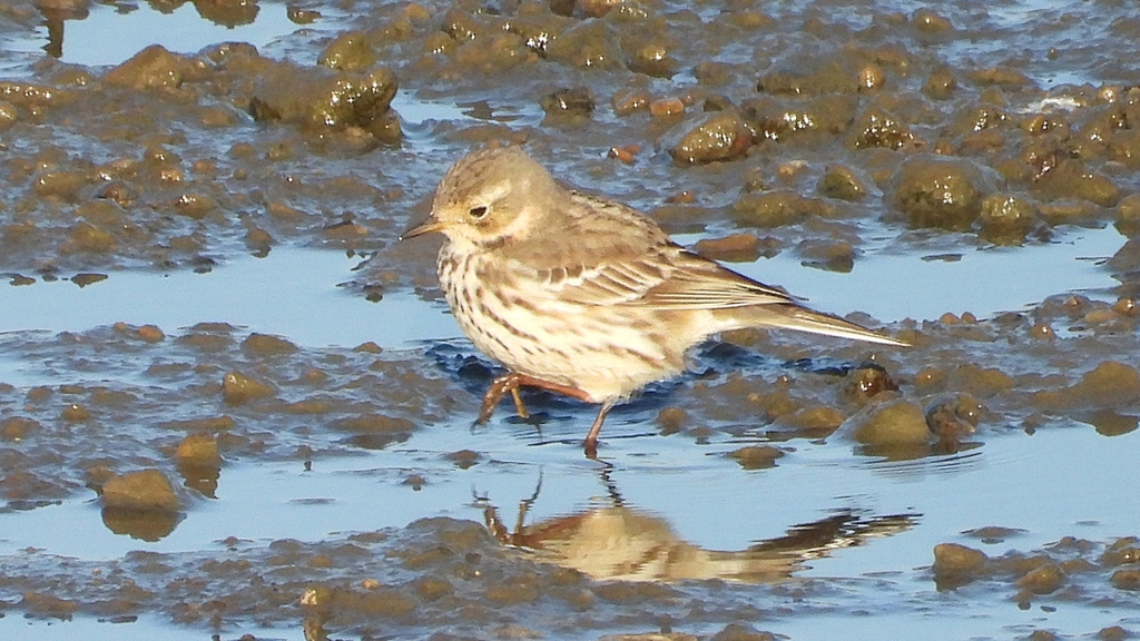 DSCN6448：タヒバリ