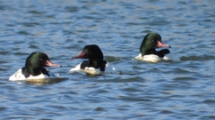 DSCN5817：カワアイサ