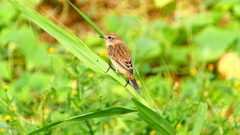 P2290430：ノビタキ