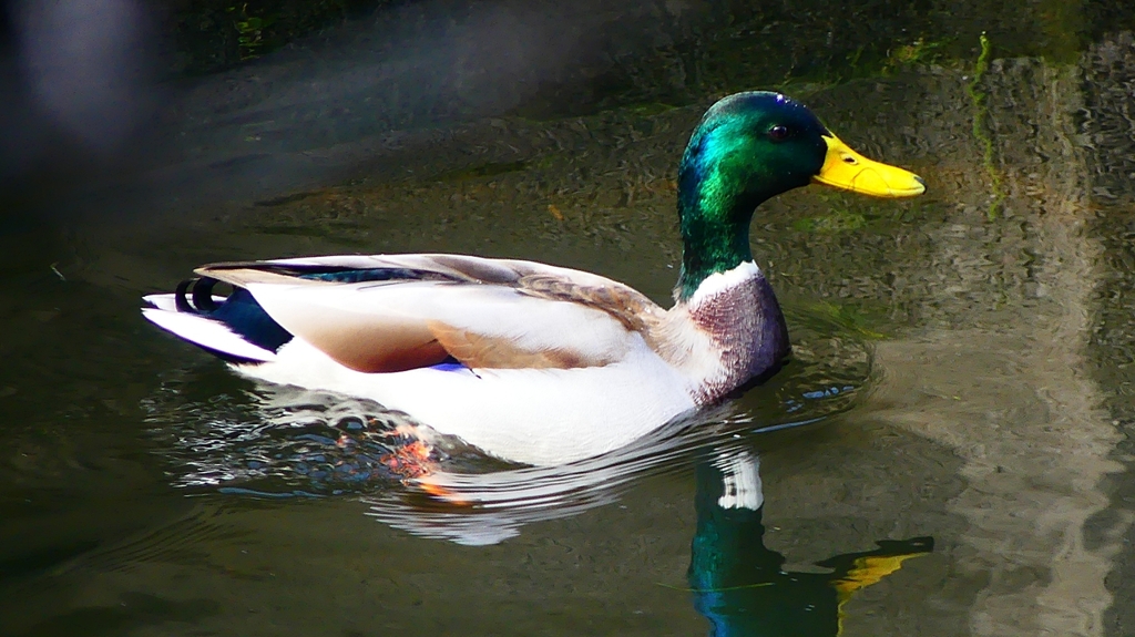 P2350076：マガモ（オス）