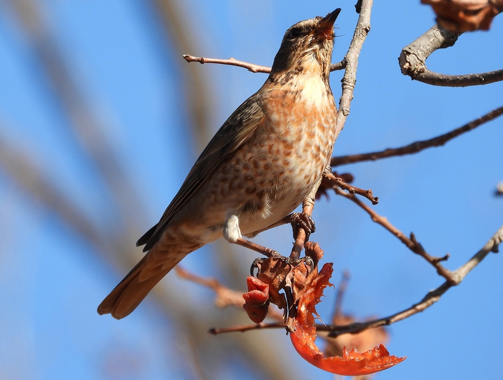 DSCN8828：ハチジョウツグミ