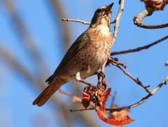 DSCN8828：ハチジョウツグミ