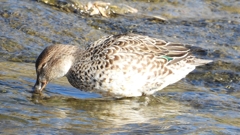 DSCN1710：コガモ（メス）