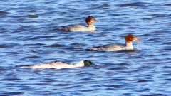 P2380663：カワアイサ