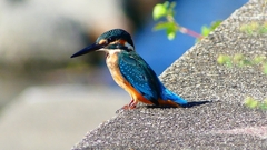 P2270315:カワセミ(オス) P2270315:カワセミ(オス)