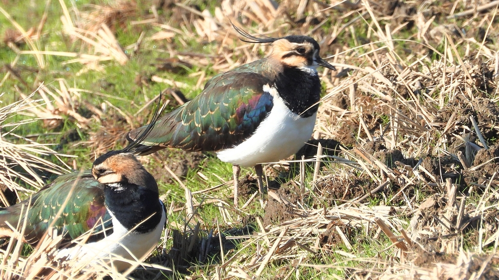 DSCN6628：タゲリ