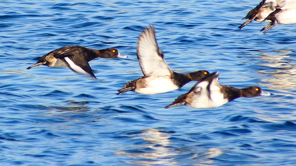 P2380190：飛ぶキンクロハジロ