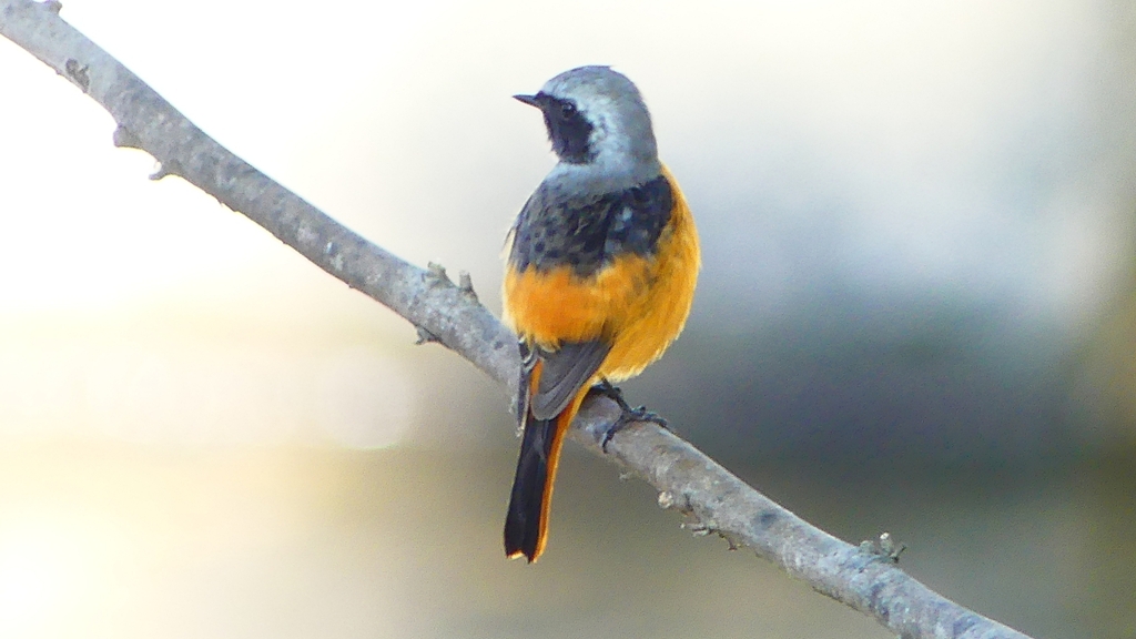 P2330103：ジョウビタキ（オス）