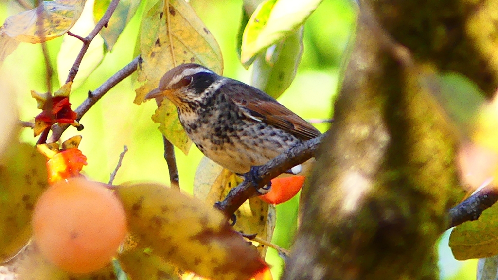 P2350911：ツグミ