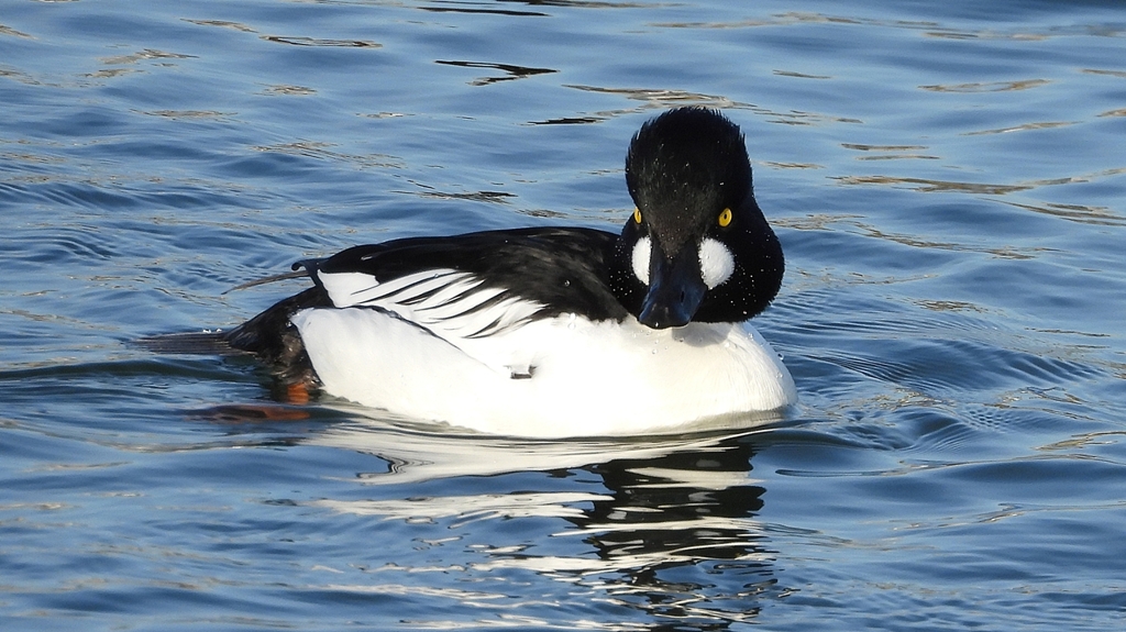 DSCN2599：ホオジロガモ（オス）