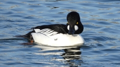 DSCN2599：ホオジロガモ（オス）