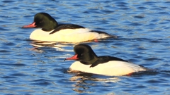 DSCN6365：カワアイサ