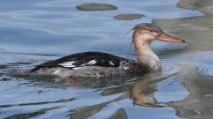 DSCN3172：ウミアイサ（オス）