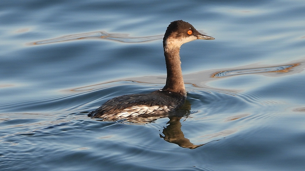 DSCN9300：ハジロカイツブリ