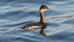 DSCN9300：ハジロカイツブリ