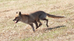 DSCN6762：キツネ