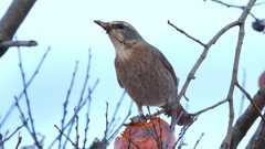 DSCN7700：ハチジョウツグミ