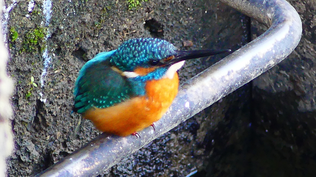 P2410135：カワセミ（オス）