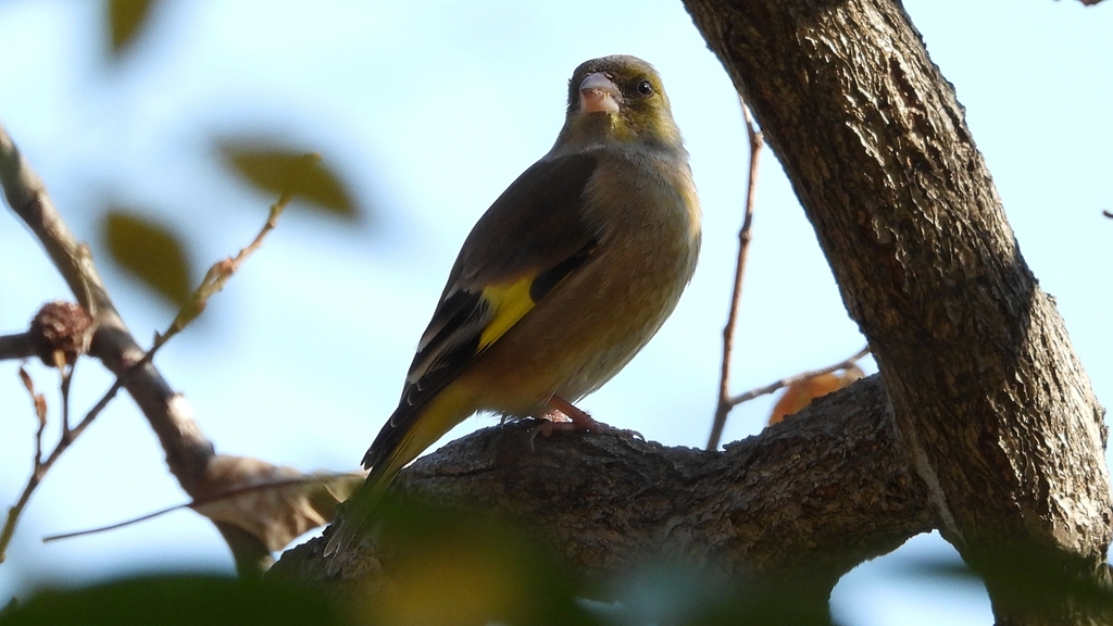 DSCN6307：カワラヒワ