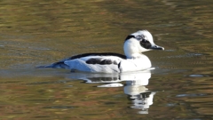 DSCN4928：ミコアイサ（オス）