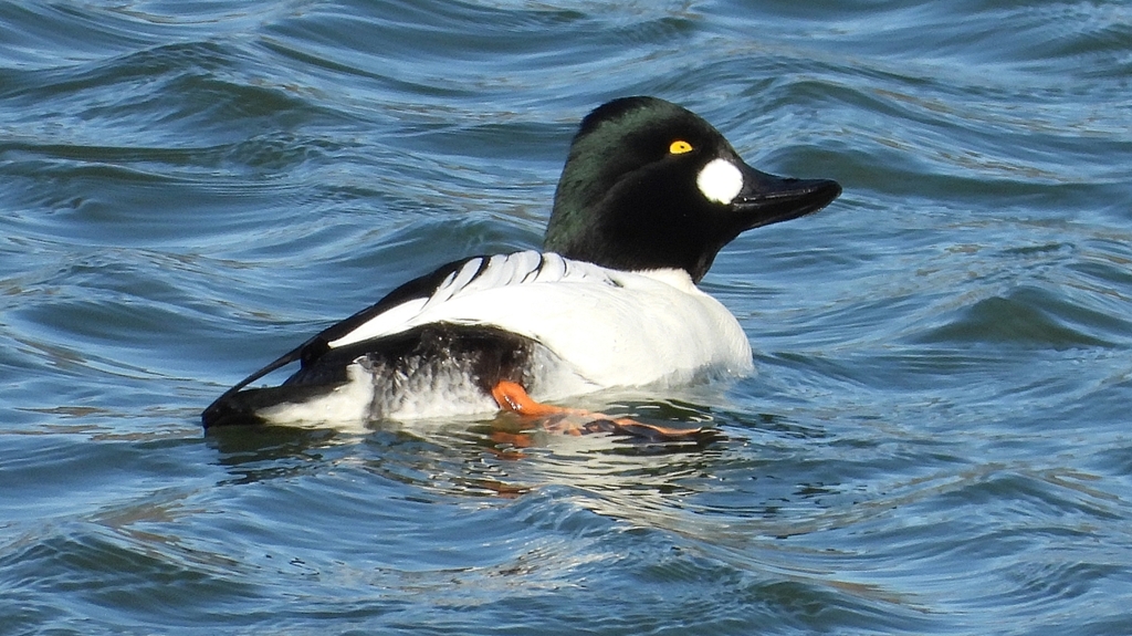 DSCN5611：ホオジロガモ（オス）