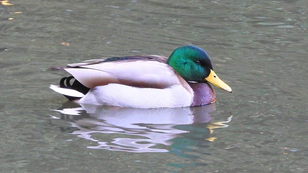 DSCN6990：マガモ