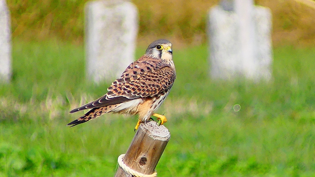 P2340474：チョウゲンボウ