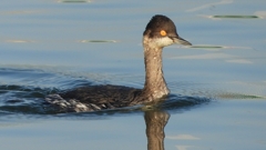 DSCN0369：ハジロカイツブリ