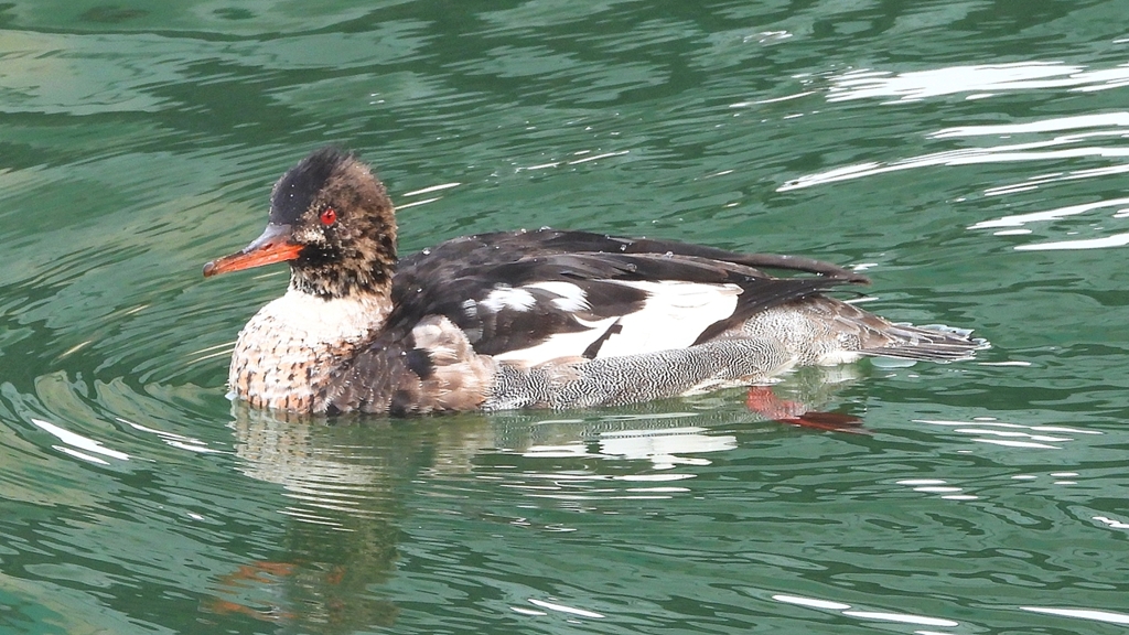 DSCN7307：ウミアイサ