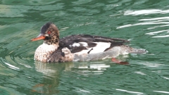 DSCN7307：ウミアイサ