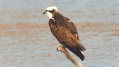 DSCN7336：ミサゴ