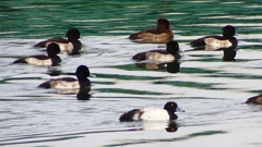 P2350502：キンクロハジロ