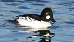 DSCN2607：ホオジロガモ（オス）