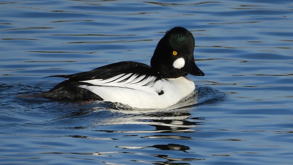 DSCN2651：ホオジロガモ（オス）