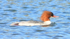 DSCN5883：カワアイサ