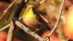 DSCN7670：メジロ