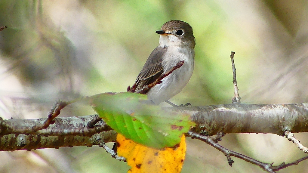 P2260618：コサメビタキ