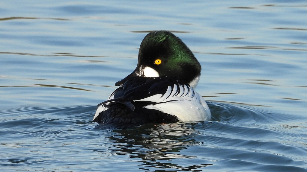 DSCN2769：ホオジロガモ（オス）