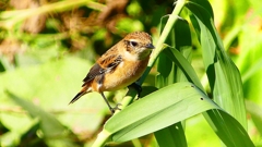 P2300334：ノビタキ