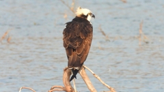 DSCN7388：ミサゴ