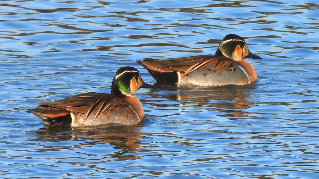 DSCN7899：トモエガモ（オス）