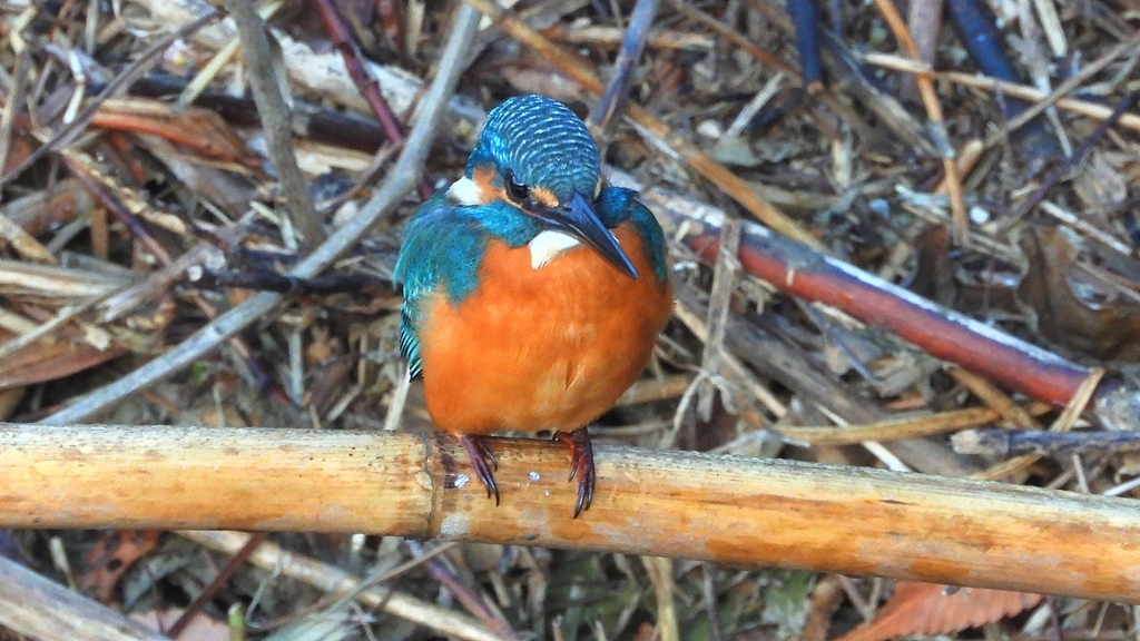 DSCN5144：カワセミ（オス）