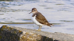 P2360688：イソシギ