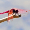 P2270228：ベニトンボ（オス）