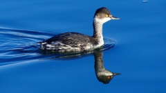 P2370175：ハジロカイツブリ