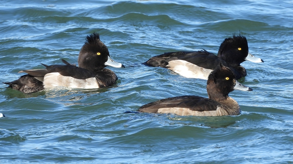 DSCN0901：キンクロハジロ