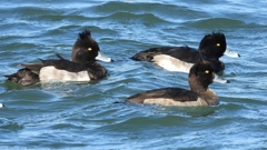 DSCN0901：キンクロハジロ