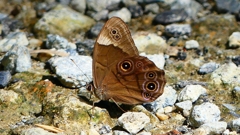 P2260579：クロヒカゲ