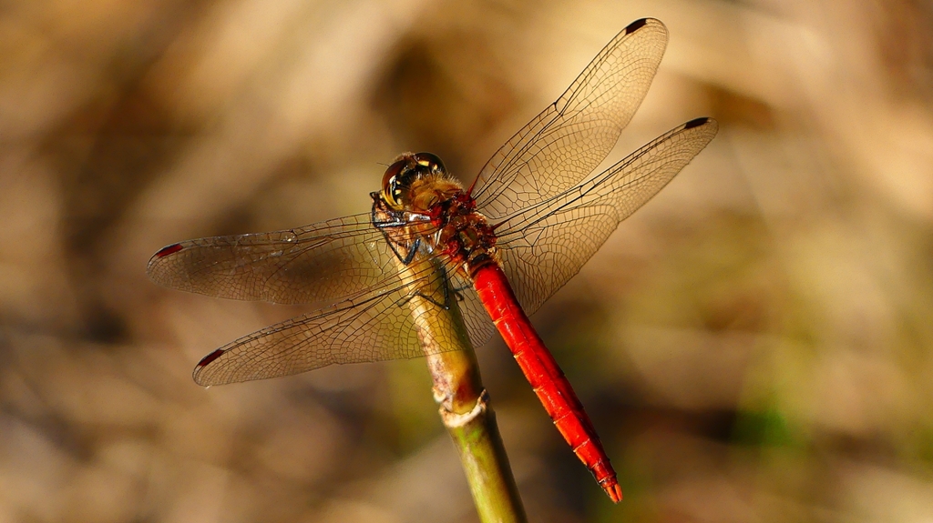 P2320193：アキアカネ（オス）