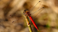 P2320193：アキアカネ（オス）